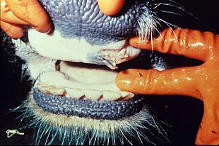 Foot and mouth disease in mouth
