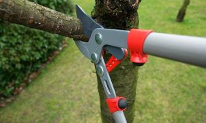 basic pruning 2 550x330 1
