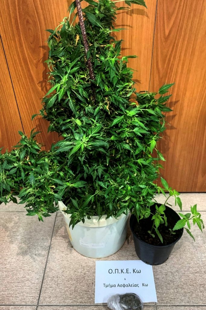 NARKOTIKA KANABH KOS F1