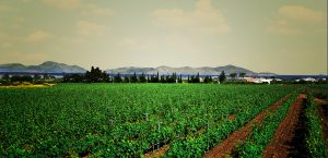 koswinery