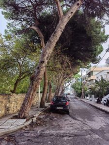 2023 01 16 Επιχάρμου πεύκο 2 1