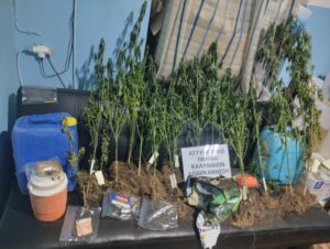 SYLLHPSH KALLIERGIA KANNABHS EKRHKTIKA KALYMNOS F